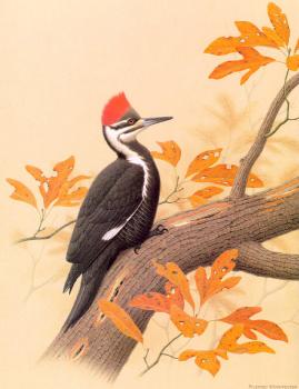 威廉 齊默曼 Pileated Woodpecker